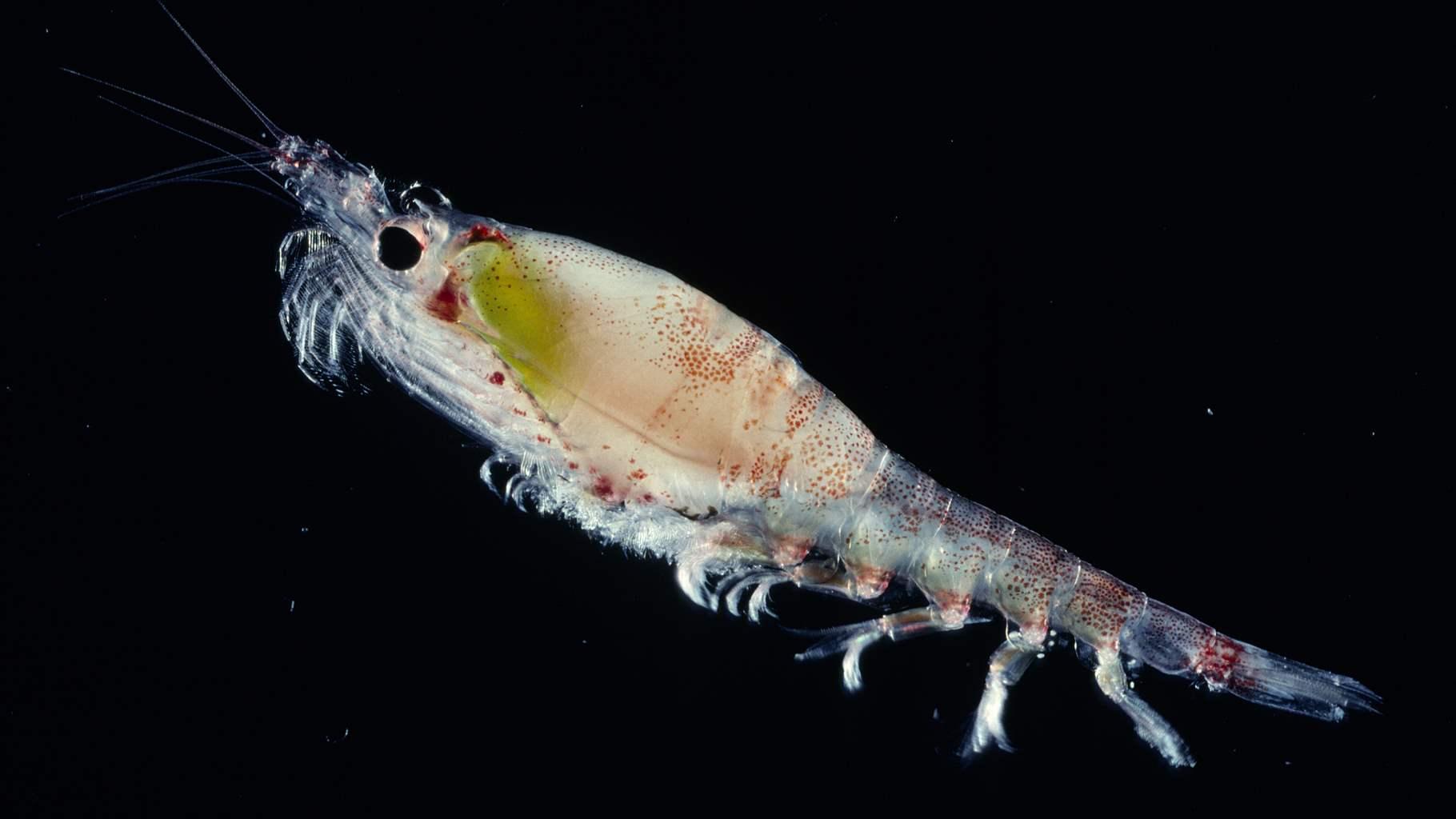 Krill