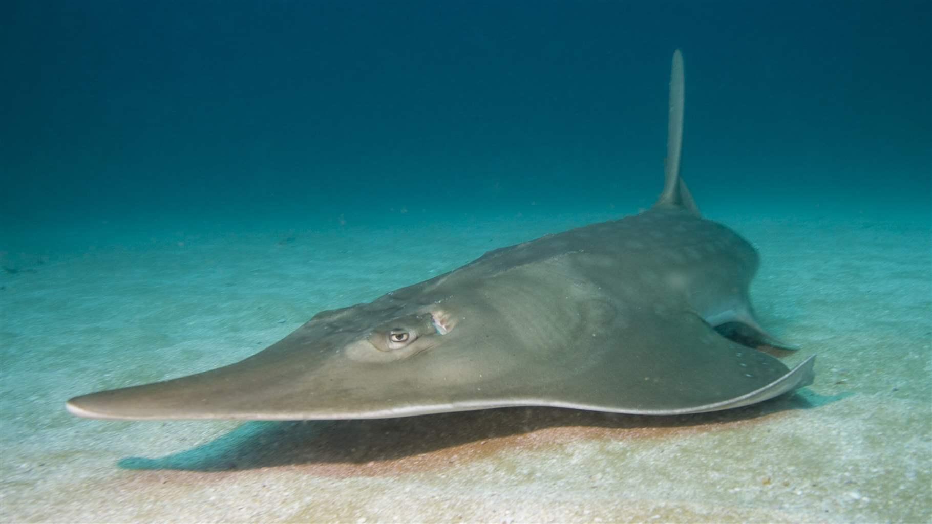 Guitarfish