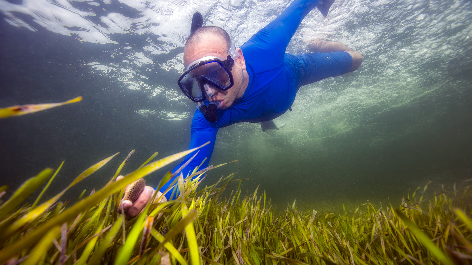 Seagrass and Seagrass Beds