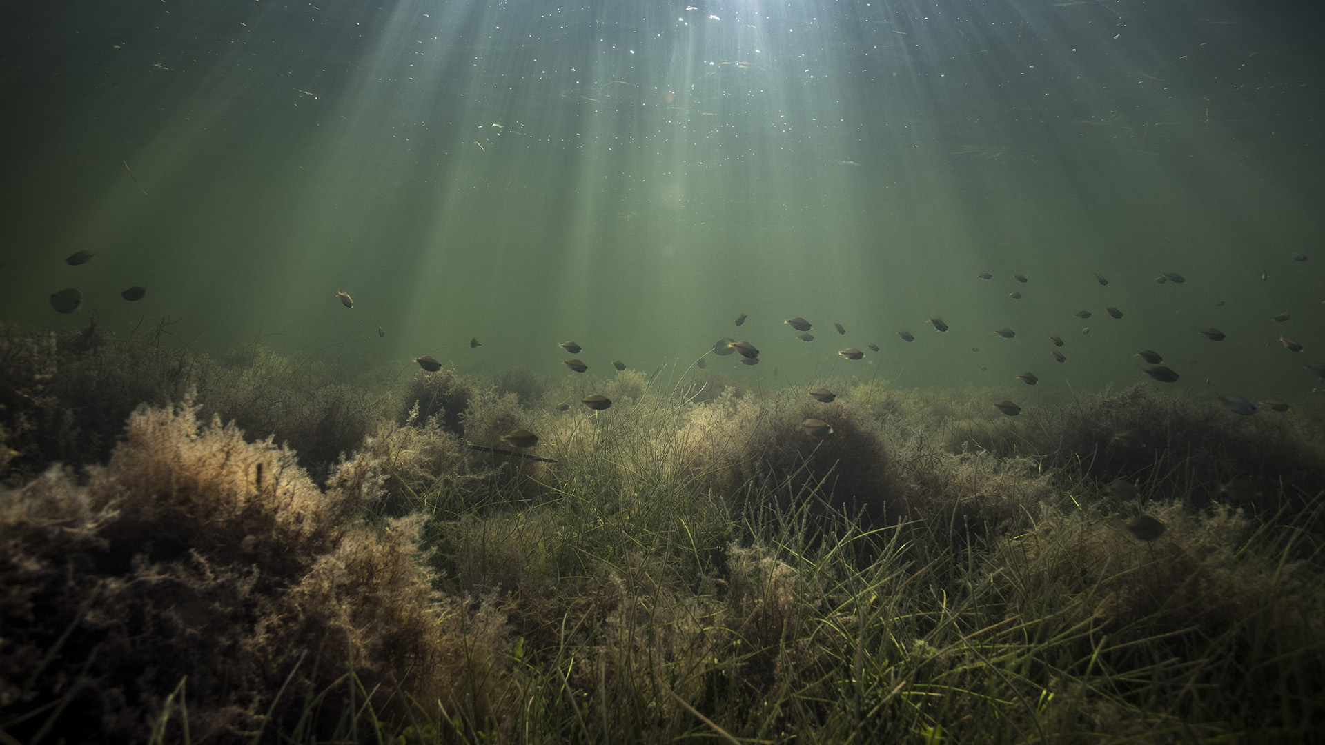 Healthy Seagrass Forms Underwater Meadows That Harbor Diverse Marine Life