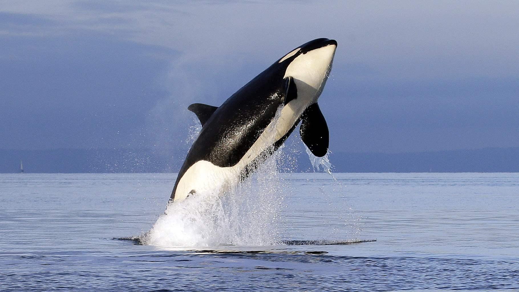 Noise Pollution Hurts Wildlife, But States Have Trouble Turning Down the Volume | The Pew Charitable Trusts Noise Pollution Hurts Wildlife, But States Have Trouble Turning Down the Volume | The Pew Charitable Trusts