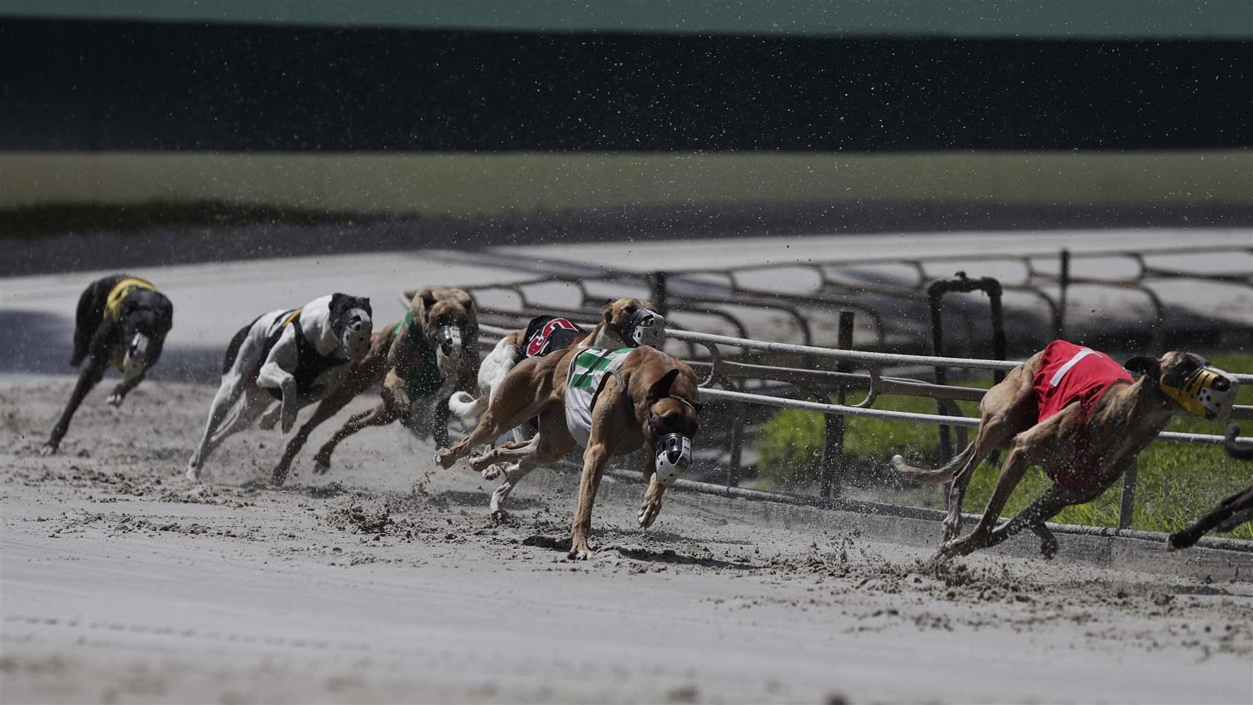 greyhound racing data