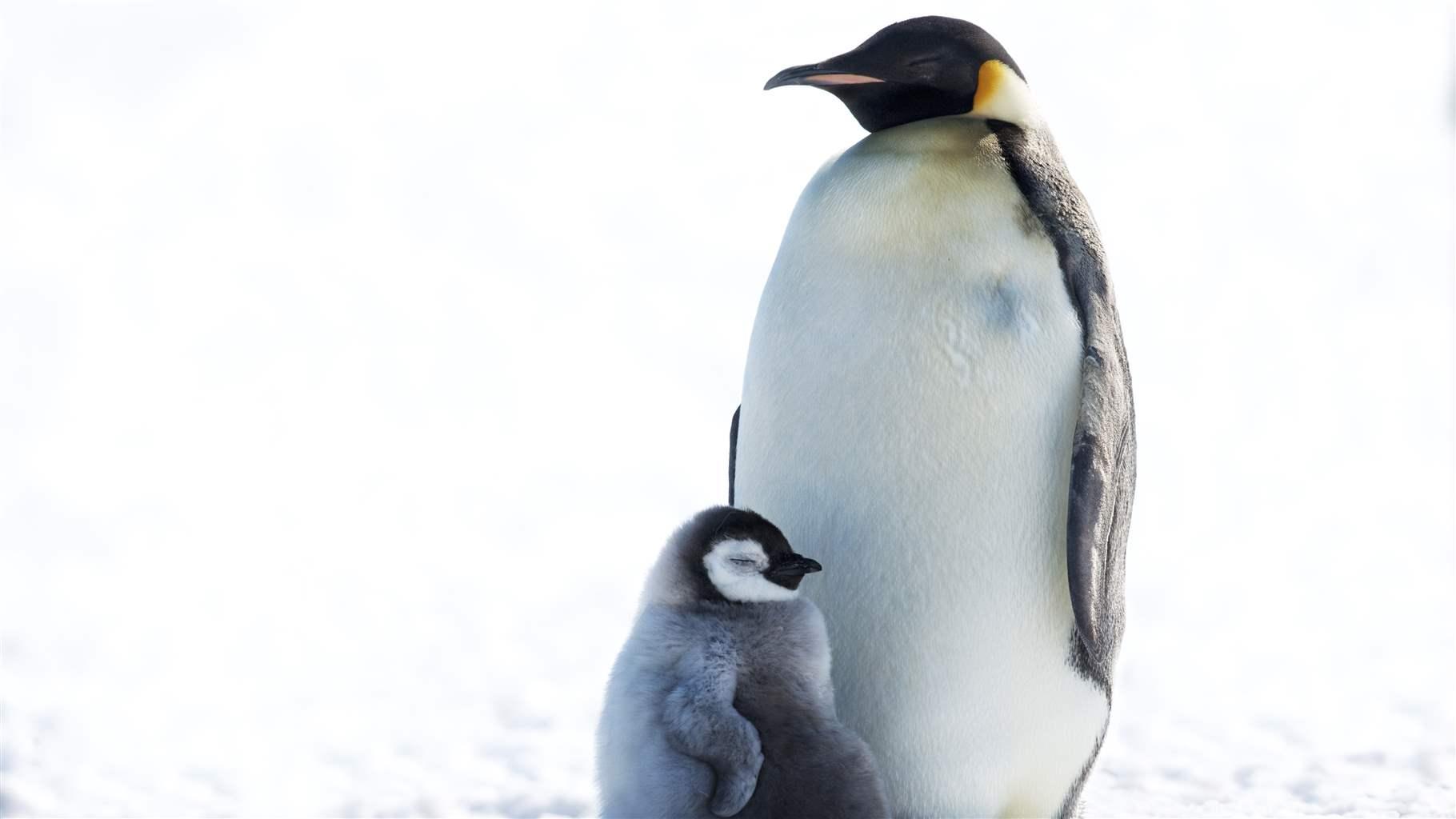 As Antarctic Treaty Turns 60 Studies Show Need to Expand Southern Ocean  Protections