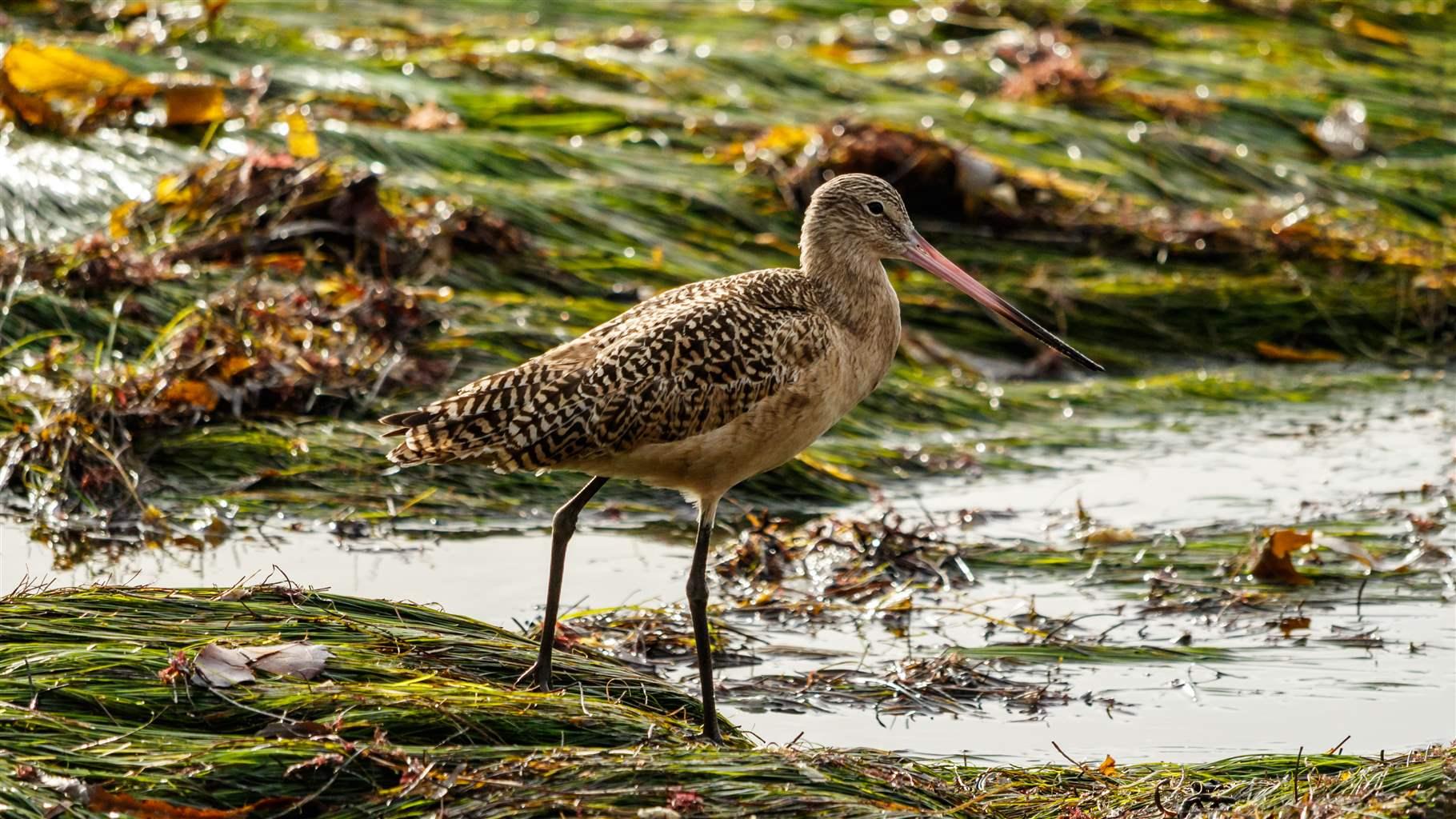 Eelgrass