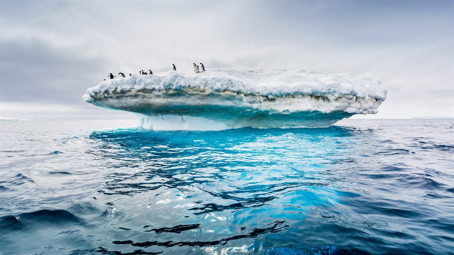 Adélie penguins