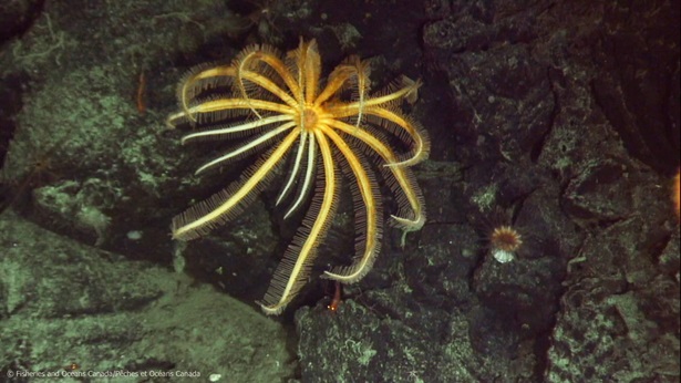 Pacific Seamounts