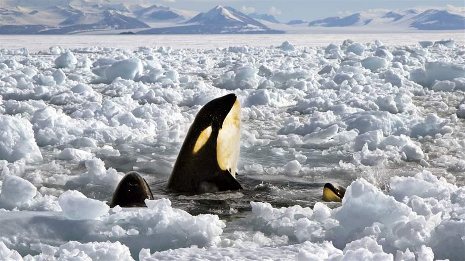 Killer whales peak above the sea ice