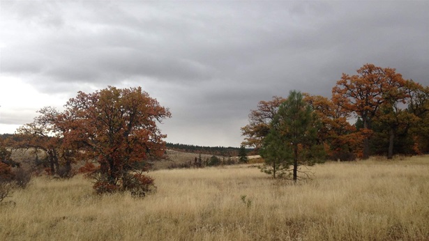 Stateline Nov20 Stateline Nov20