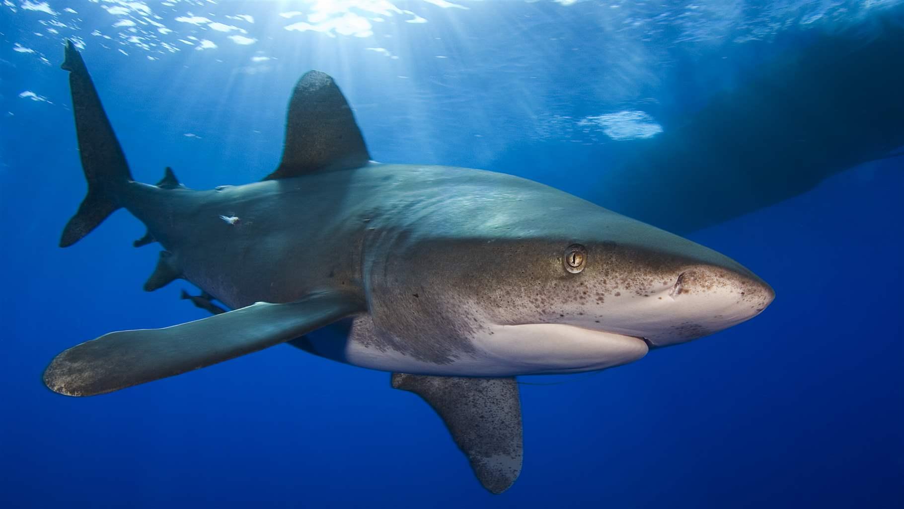 Whitetip shark