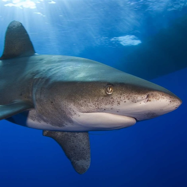 Whitetip shark