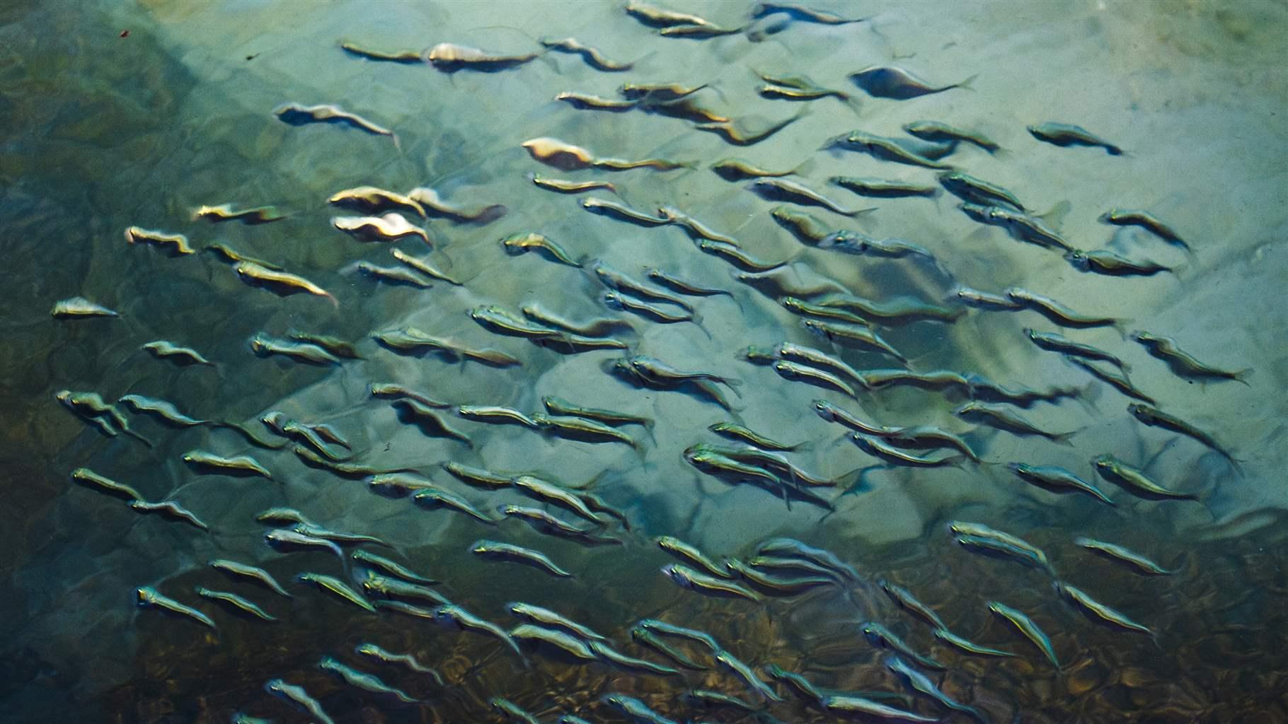 Menhaden