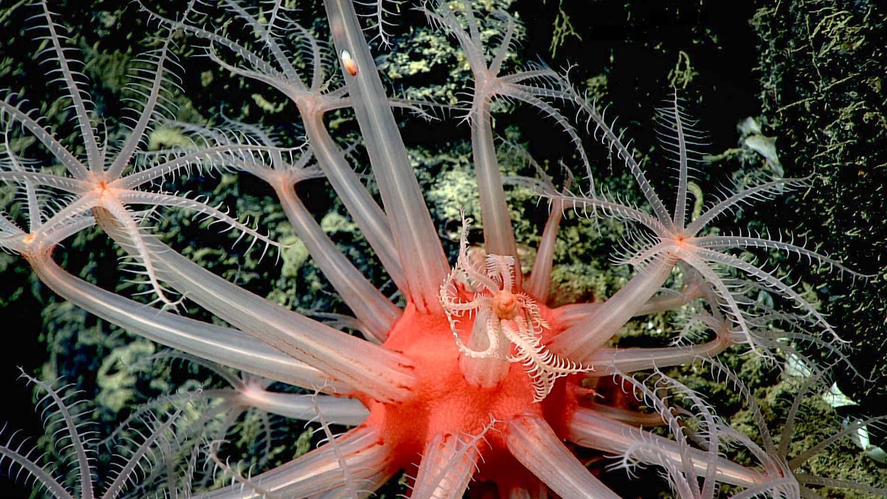 Gulf of Mexico corals