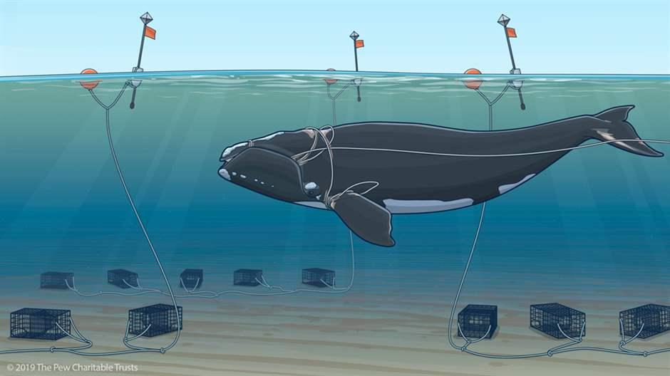 Right Whales Urgently Need Protection From Entanglement in Fishing Gear | The Pew Charitable Trusts