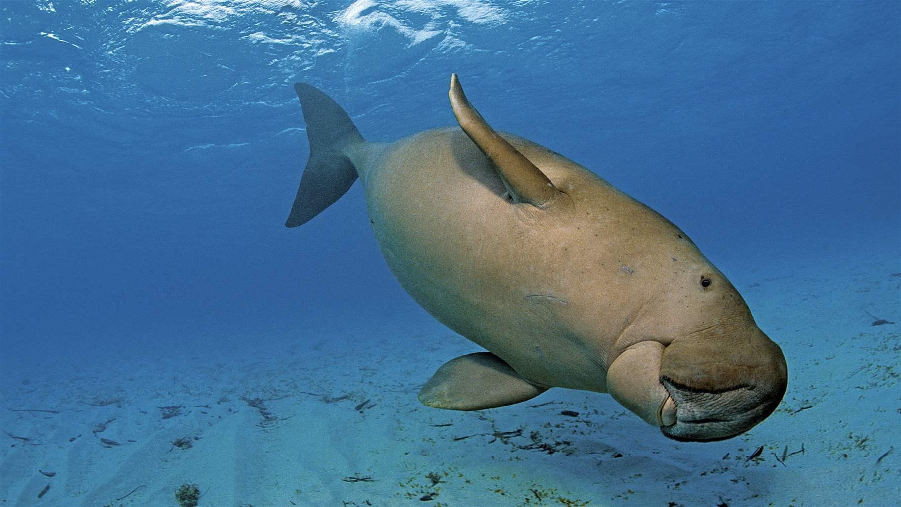 Dugong