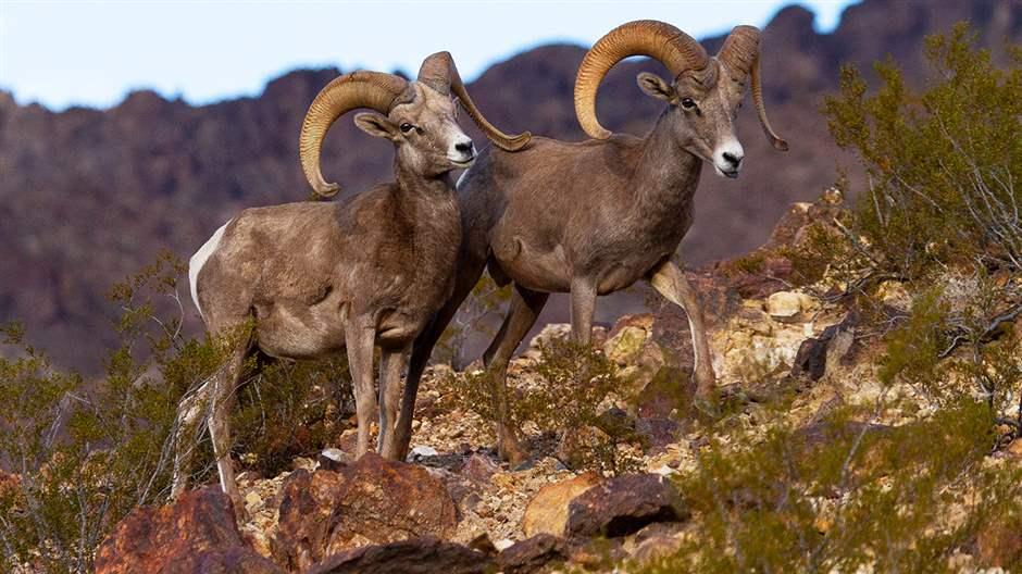 Nevada Wildlife, Wildlife Refuges in Nevada