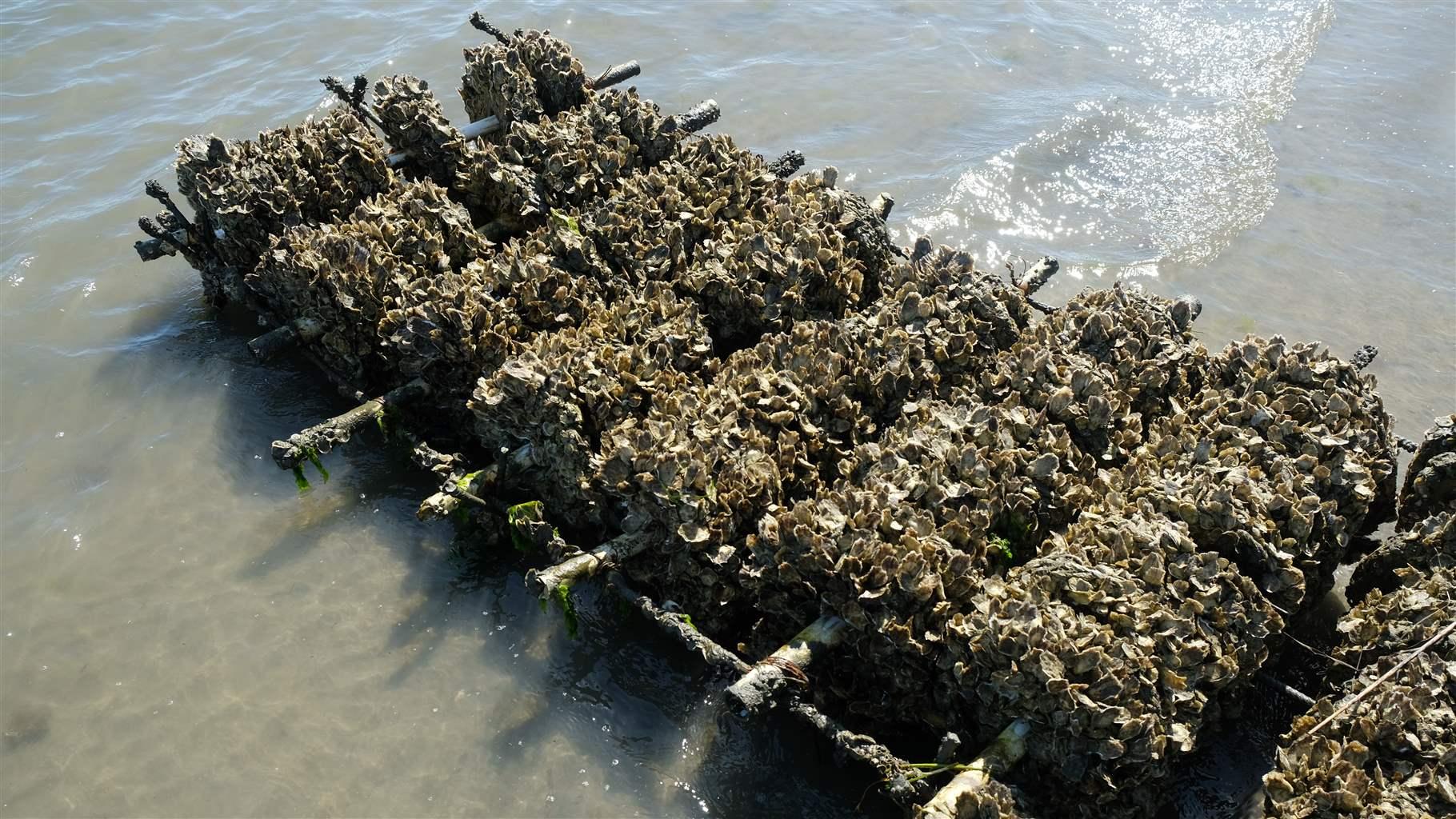 collect wild oyster spat collect wild oyster spat