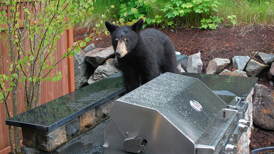 Deer, Bear and Everywhere: Animals Move Into the City | The Pew Charitable Trusts Deer, Bear and Everywhere: Animals Move Into the City | The Pew Charitable Trusts