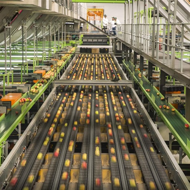 Apple factory, sorting machine