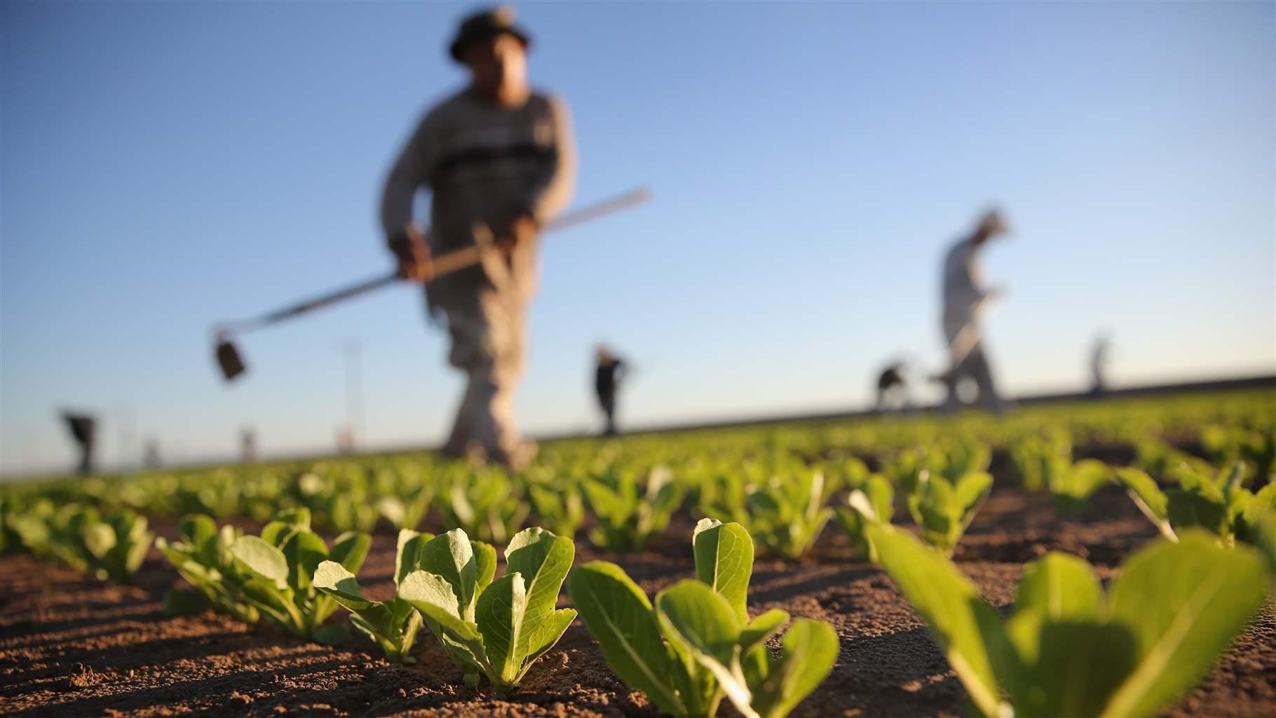 Farmer