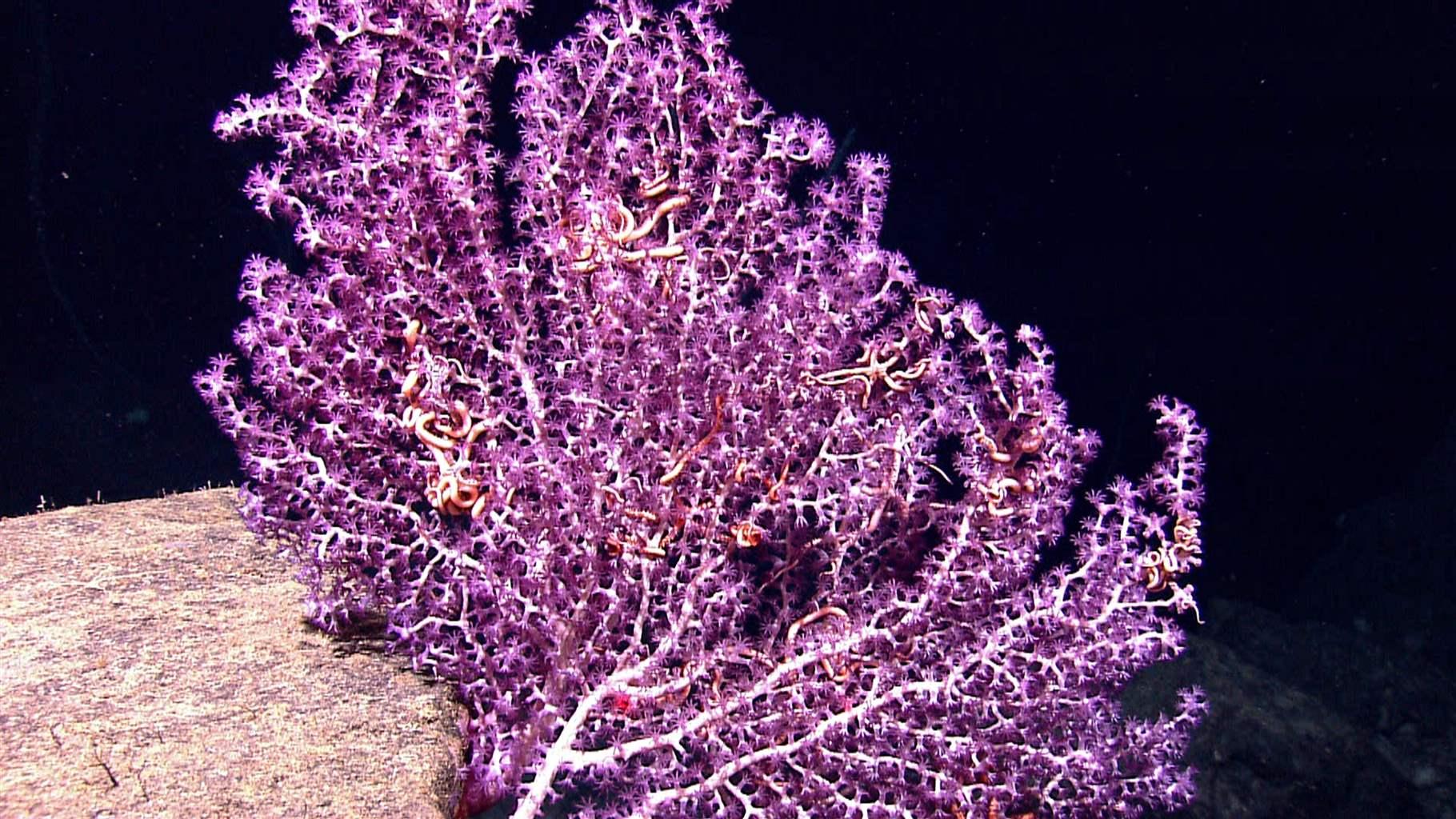 white branched octocoral