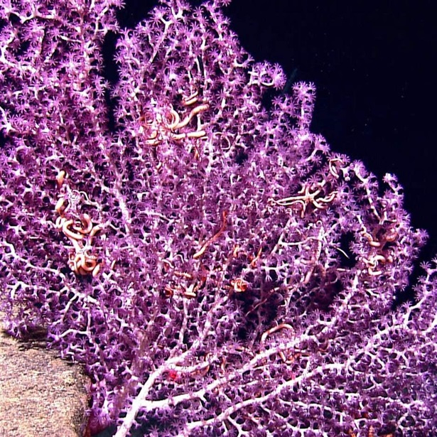 white branched octocoral