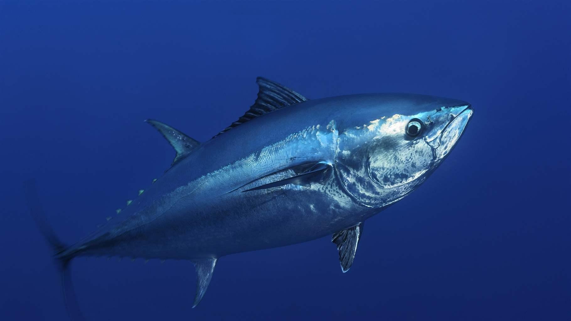 Bluefin Tuna