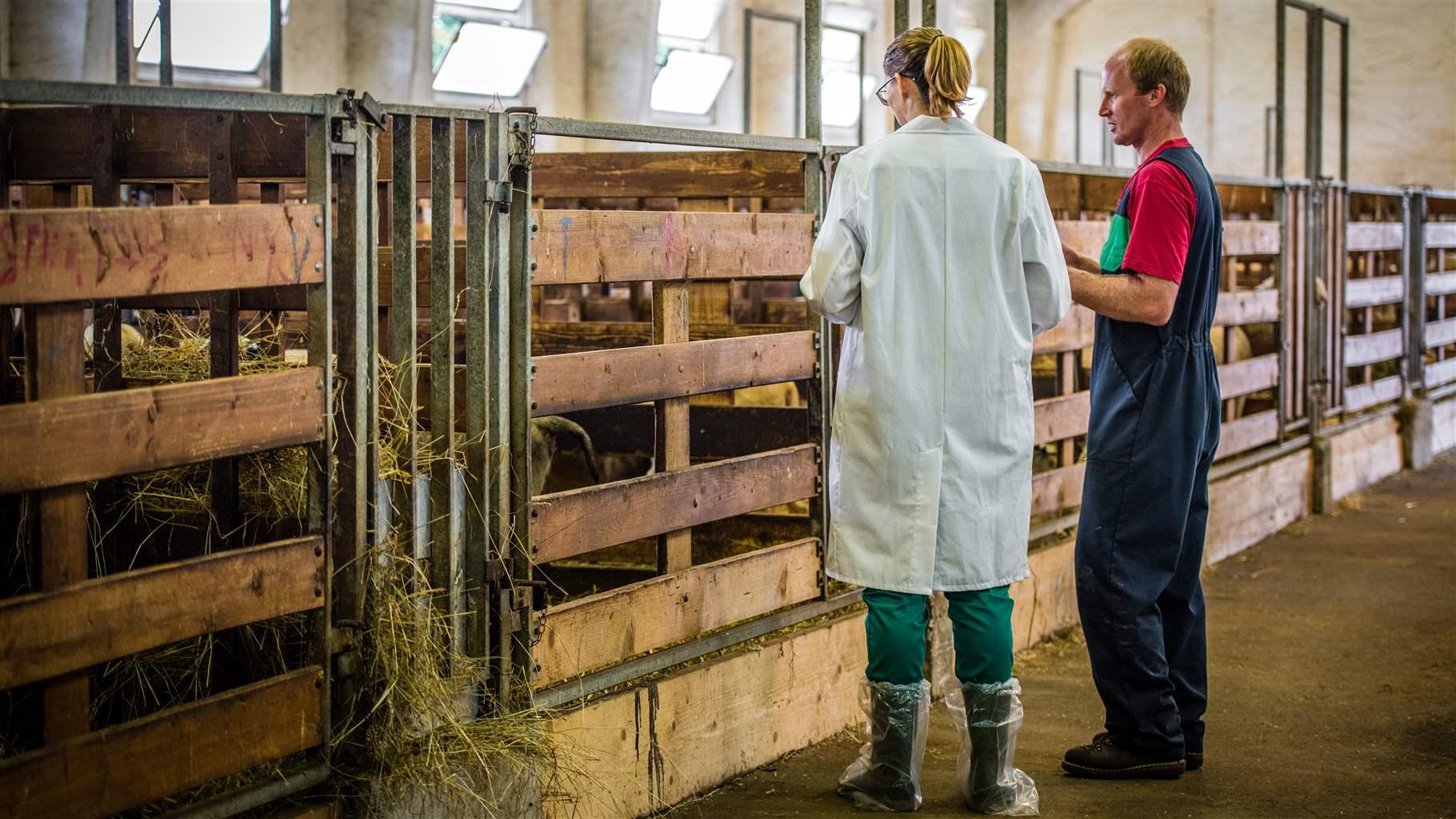 Scientist in barn