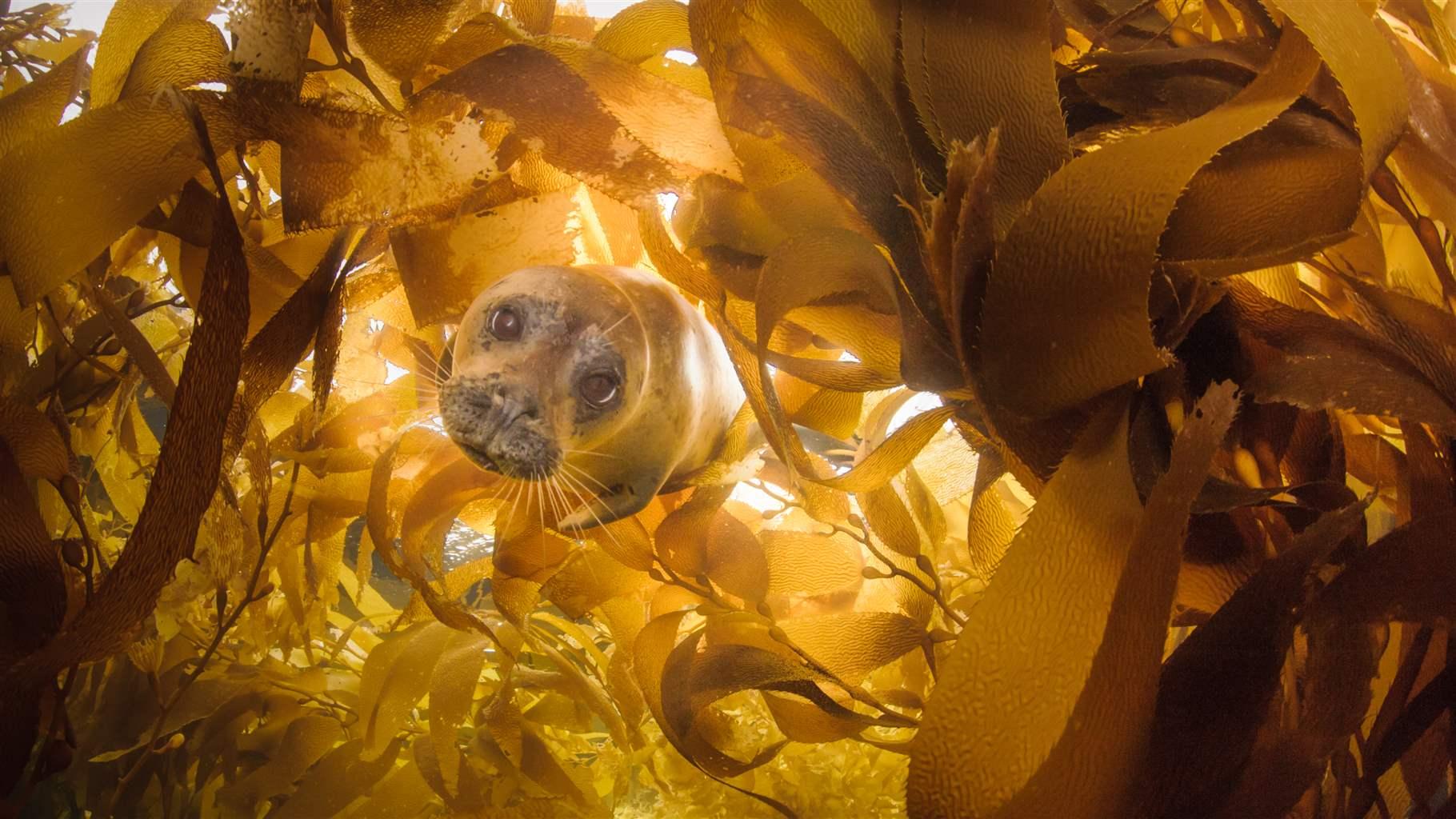 Explore an Underwater World Through These 6 Dazzling Instagram Images - The Pew Charitable Trusts