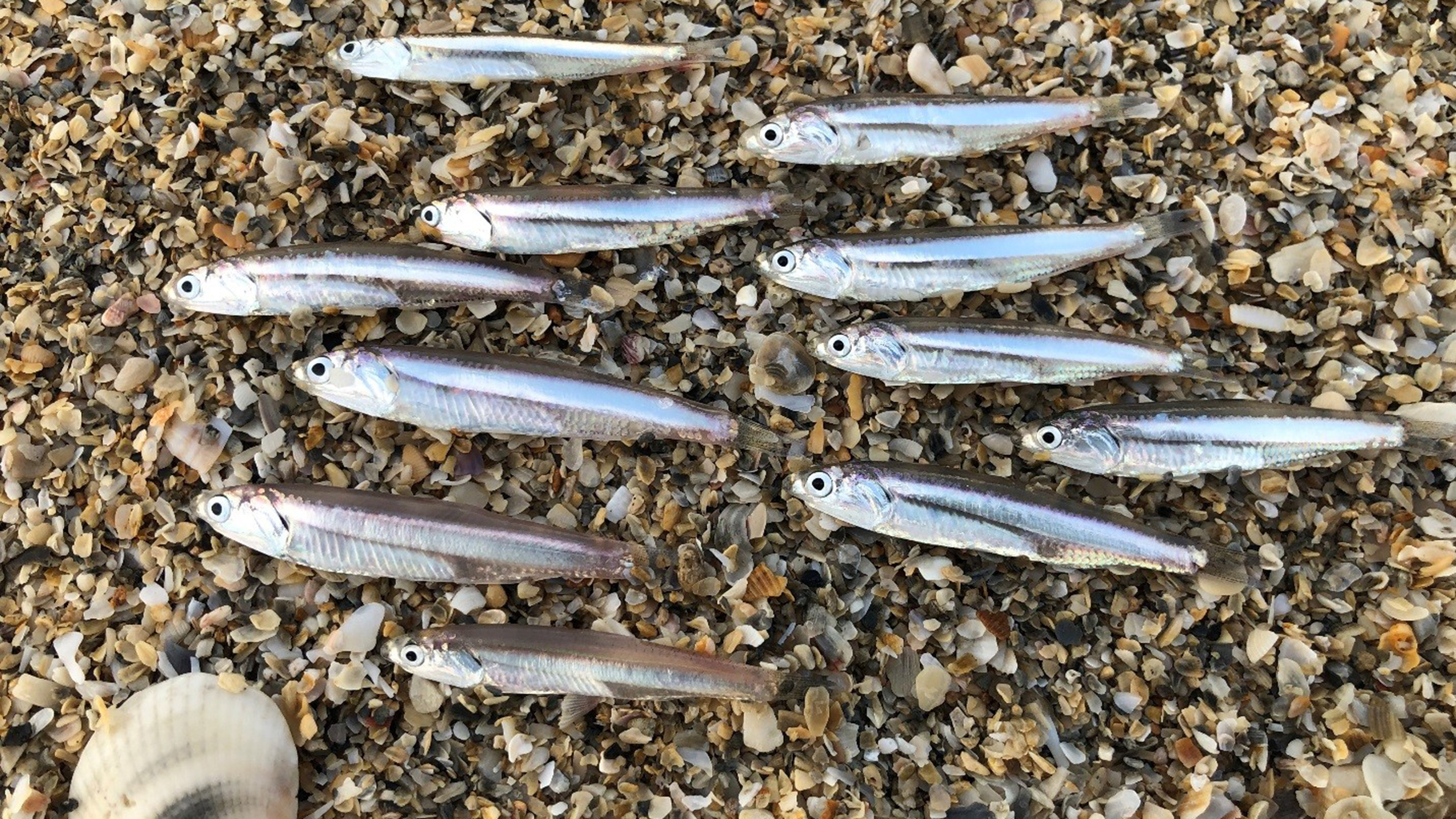 Anchovies—and Their Predators—Help Researcher Solve Ecosystem Mysteries - The Pew Charitable Trusts