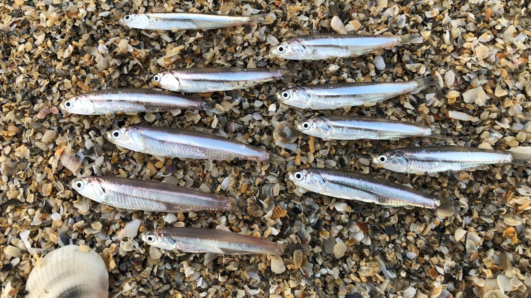 Anchovies