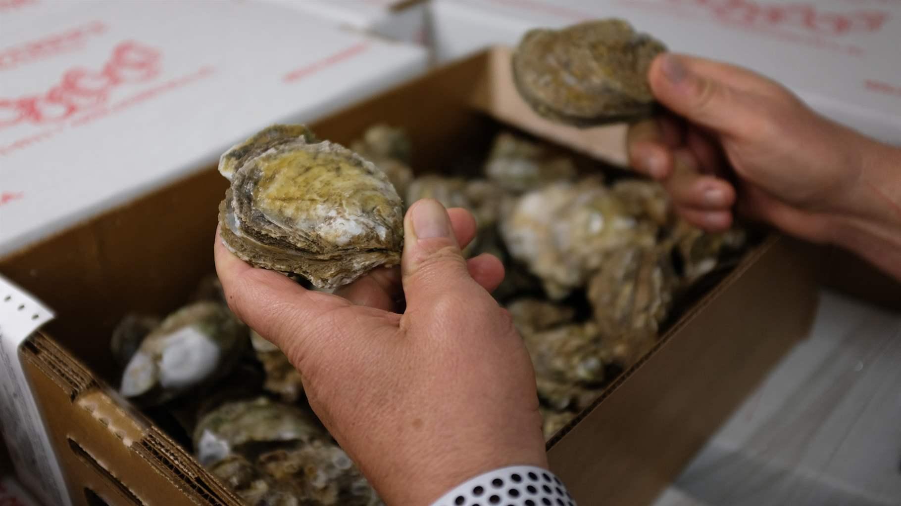 Texas Says Shucks, Let's Give Oyster Growing a Try - The Pew Charitable Trusts