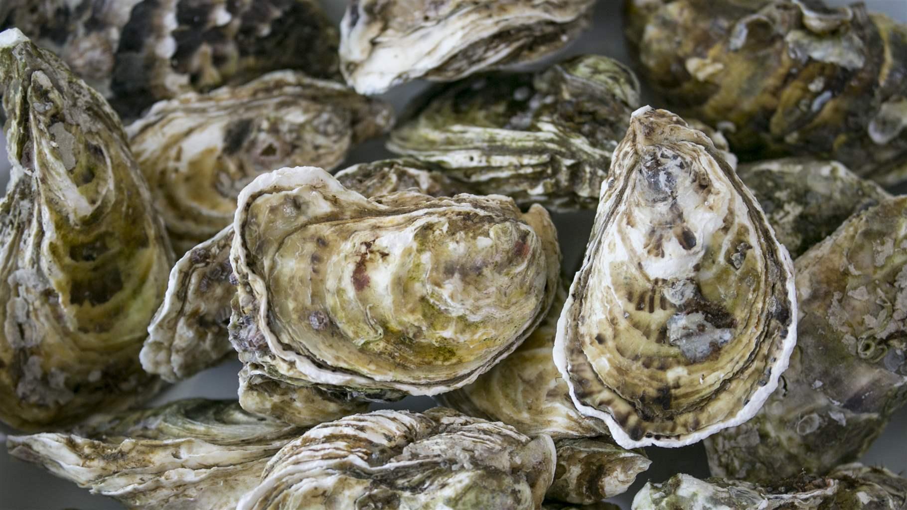 Oysters