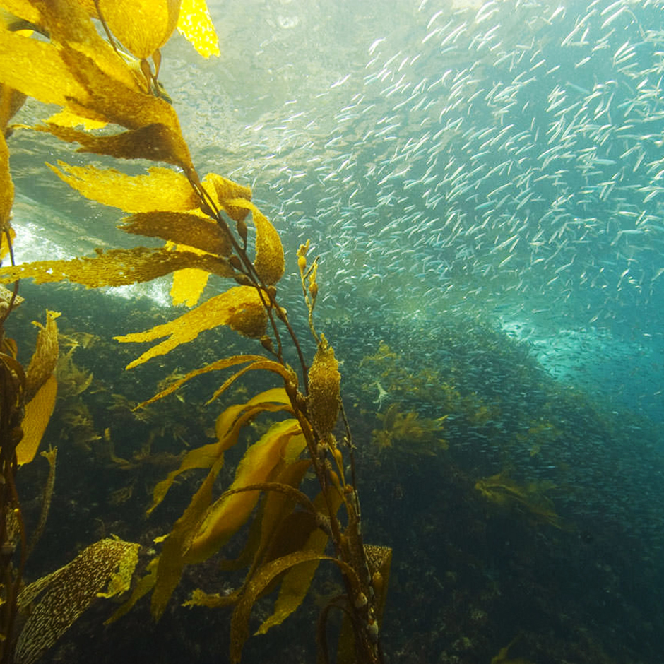 5 Reasons to Protect Kelp, the West Coast's Powerhouse Marine Algae | The  Pew Charitable Trusts