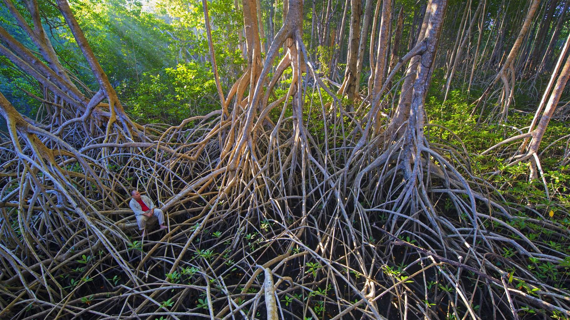 mangrove tree 