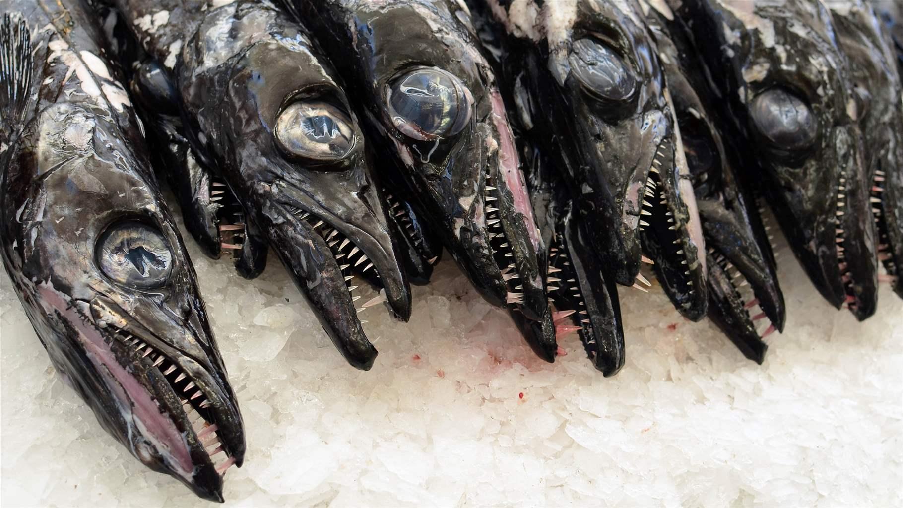 Gros poissons sur les cannes asiatiques : le test européen !