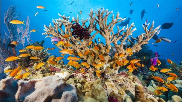 Osprey Reef, Coral Sea, Australia