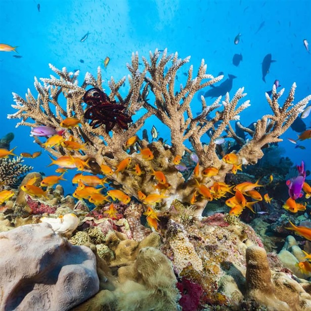 Osprey Reef, Coral Sea, Australia