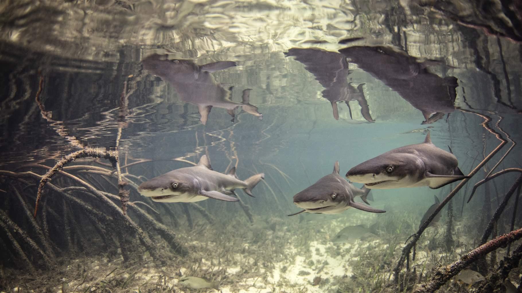 MangroveSharks