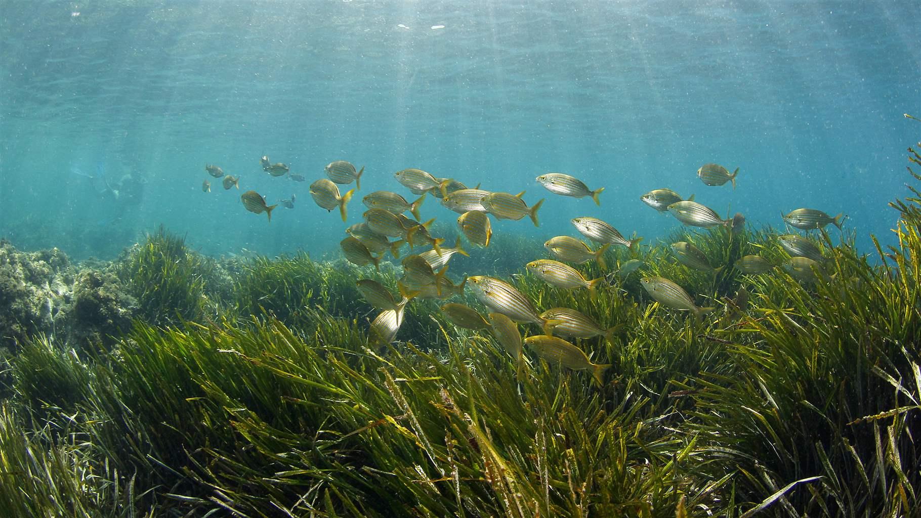 Seagrass meadow