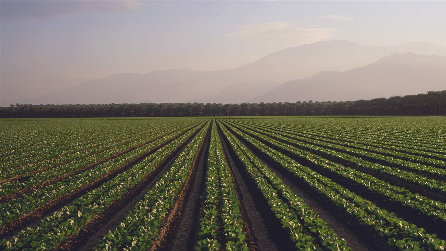  FDA Says Cattle Likely Source of E. Coli That Contaminated Romaine in 2019 