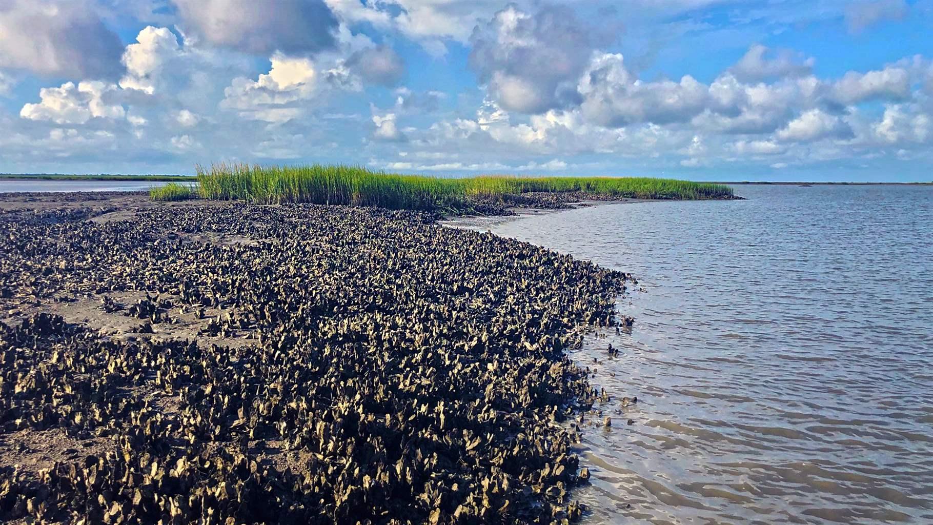 Atlantic and Gulf Coast Oyster Reefs Are at Historic Lows but Can Recover - The Pew Charitable Trusts