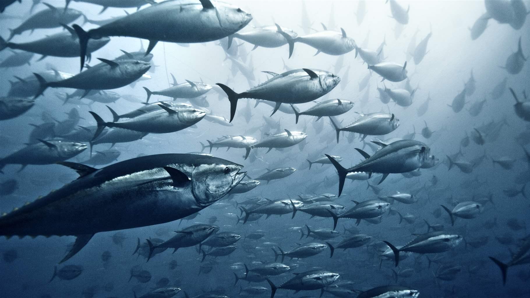 Large group of Yellowfin tuna