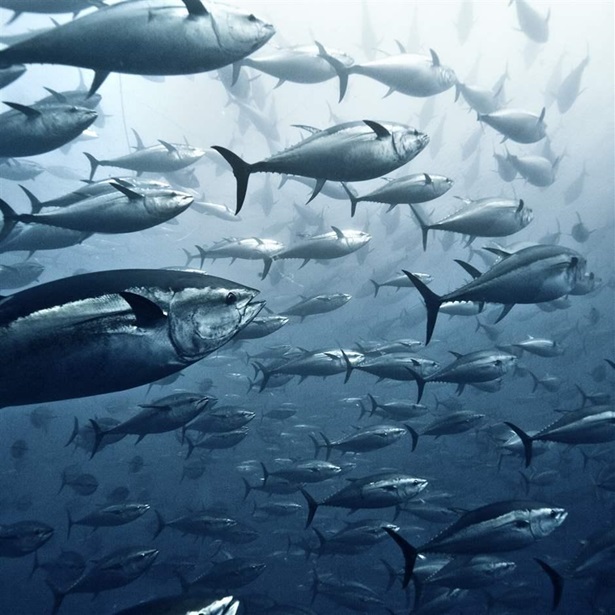 Large group of Yellowfin tuna
