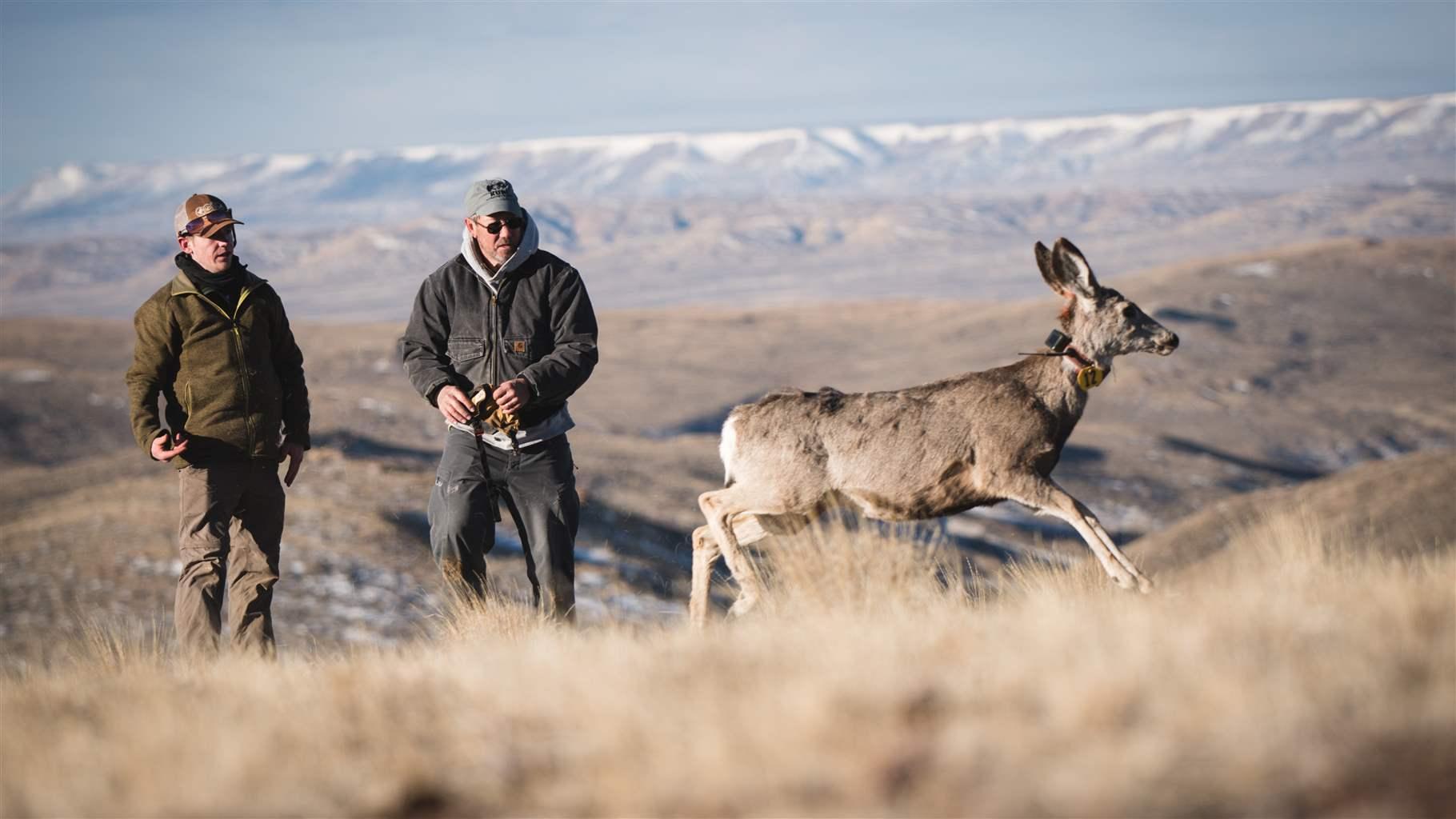 Mule Deer