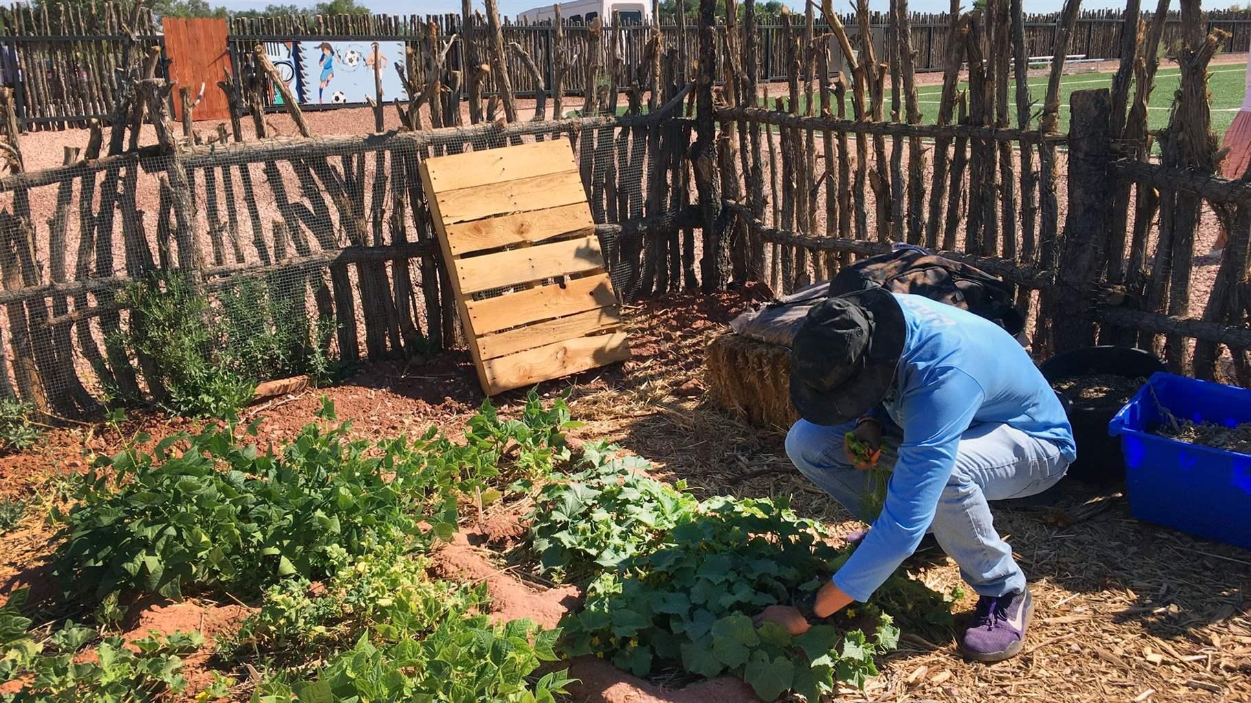 Zuni garden