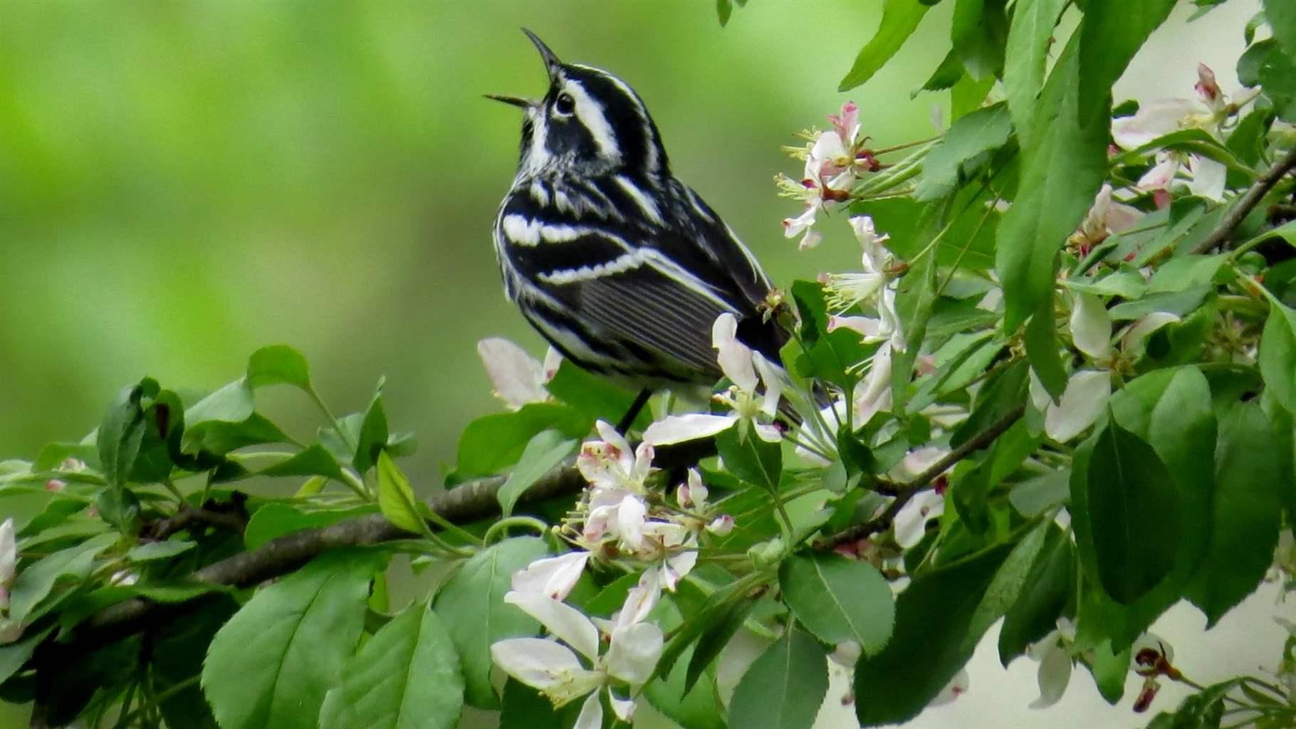 Black and White Warbler