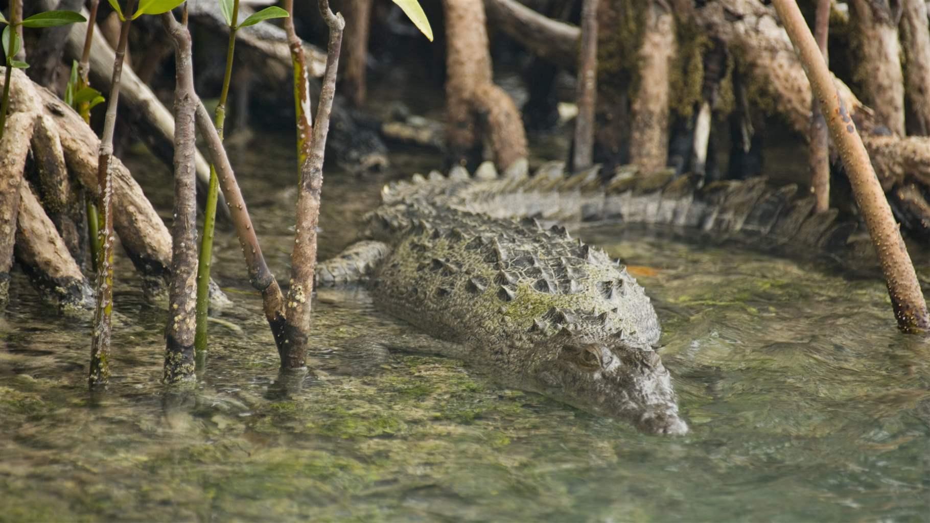 Belize-coastal-forest