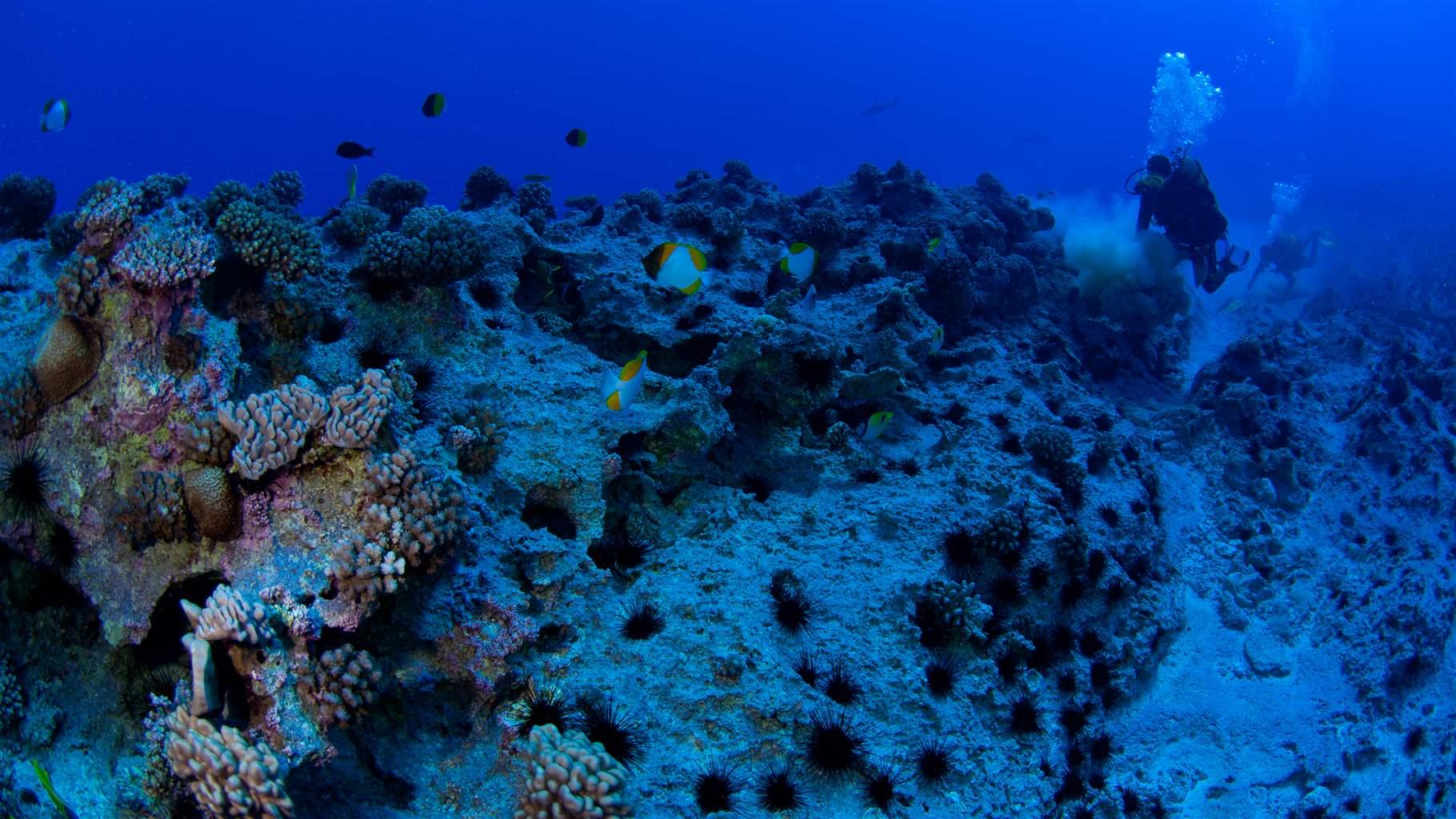 French Polynesia