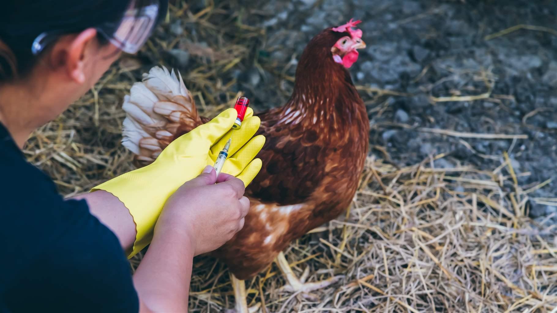 IV. Common Vaccinations Recommended for Healthy Hens