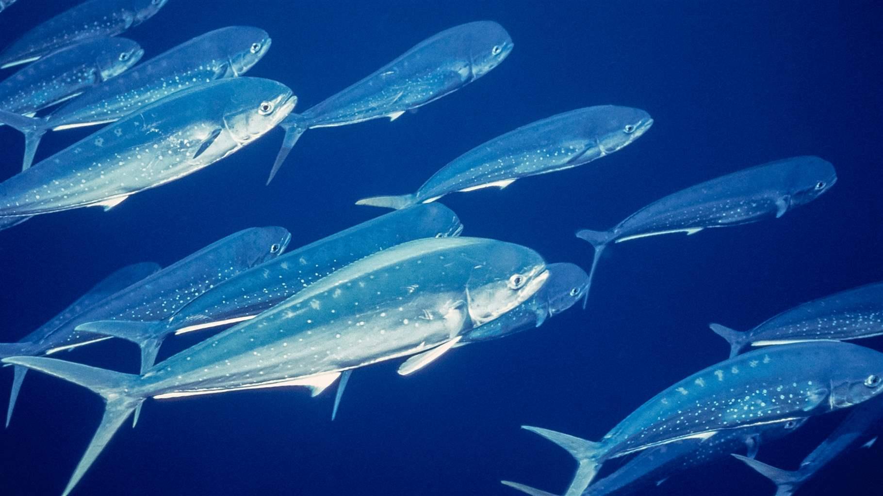 Mahi Mahi Mahi Mahi